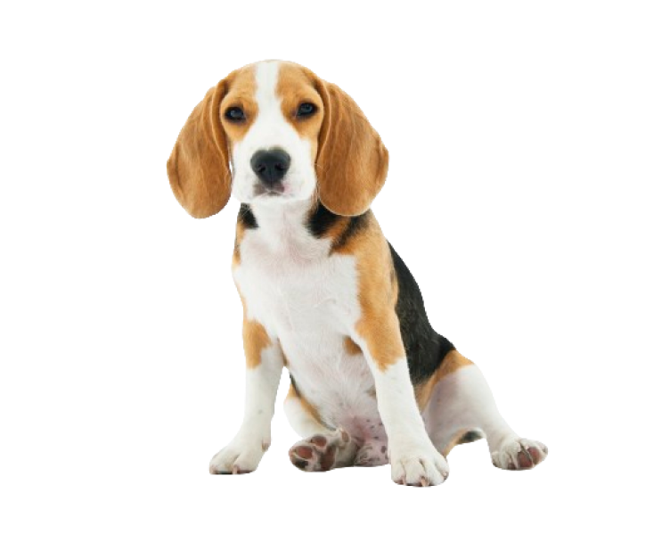 pet dog beagle